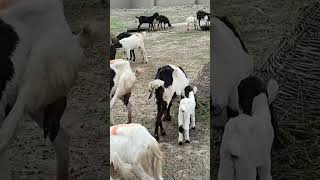 Rumi Goat Farm — Daily Routine