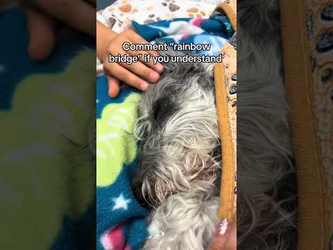 Pets at the Rainbow Bridge