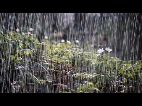 Wonderful Rain Sound to Sleep in 11 Minutes - Rain to Sleep, Study, Meditate