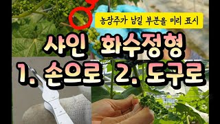 샤인머스켓 화수정형 작업 꿀팁 2가지