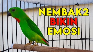 Download lagu SERINDIT GACOR, COCOK UNTUK PANCINGAN SERINDIT AGAR BUNYI, SERINDIT BETINA & SERINDIT JANTAN mp3