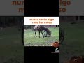Https Youtube Com Shorts UVmx1FZmaCk Feature Share