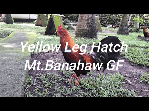 Yellow Leg Hatch Mt. Banahaw Gamefarm