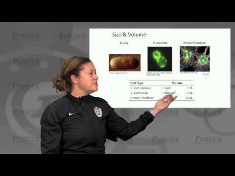 nanoHUB-U Biodesign L1.1: Introduction - Cells by the Numbers