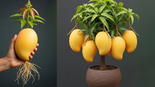 🥭2 Tricks to grow of mango | How to grow mango tree in pot | Mango tree care