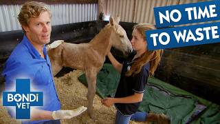Hoping Struggling Newborn Foal Is Accepted By Surrogate Mom ❤️ 2 Full Episodes