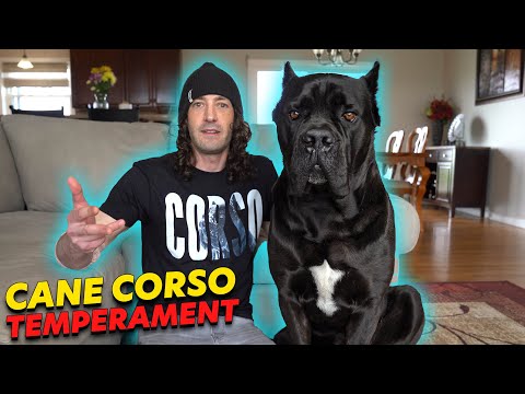 cane corso ízületi betegség)