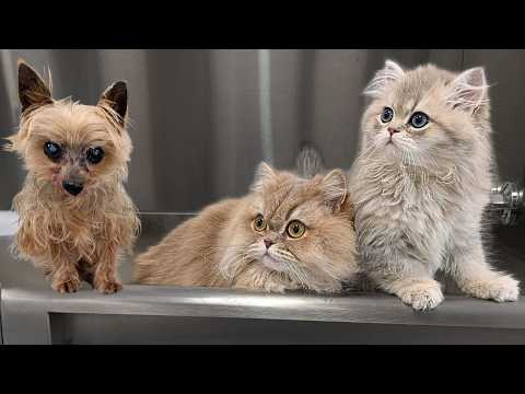 Today I groomed my cats & whatever my dog is...