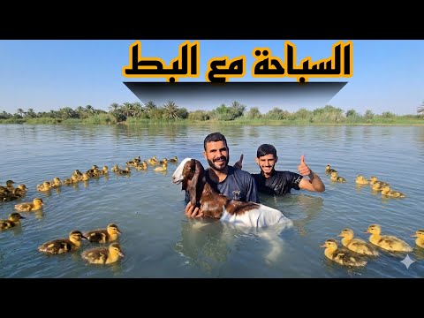 سوينه حملة اطلاق البط في نهر دجله 🤔