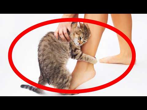 Does my cat really love me? 7 signs you need to know!