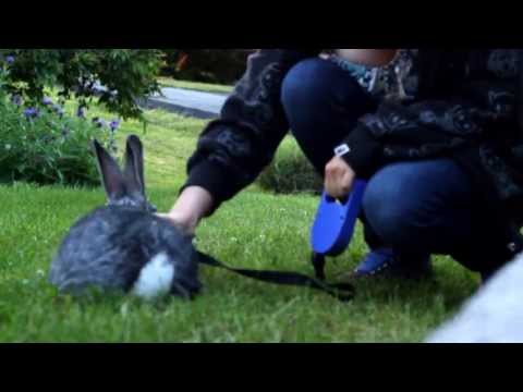 Growling Belly Rubbin Bunny on a Leash