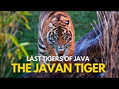 Last Tigers of Java | The Javan Tiger