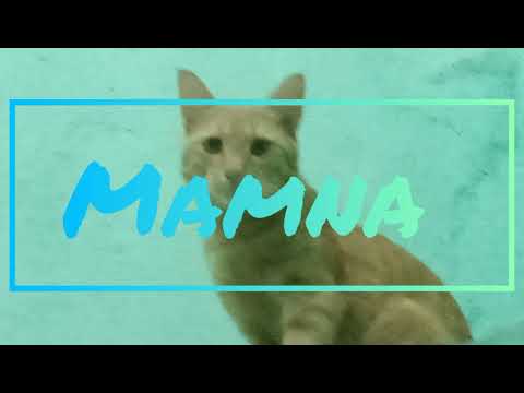 My cats first ☺️ vidioe introduction video