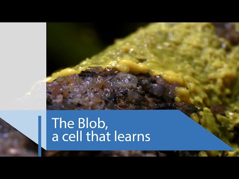 The Blob: a cell that learns | CNRS News