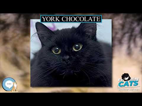 York Chocolate 🐱🦁🐯 EVERYTHING CATS 🐯🦁🐱