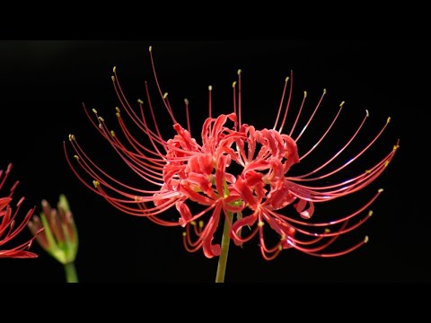 彼岸花