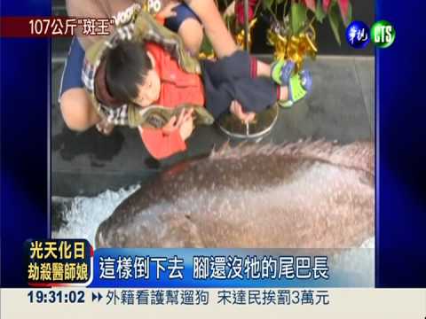 巨型石斑上鉤 比6歲童還大隻