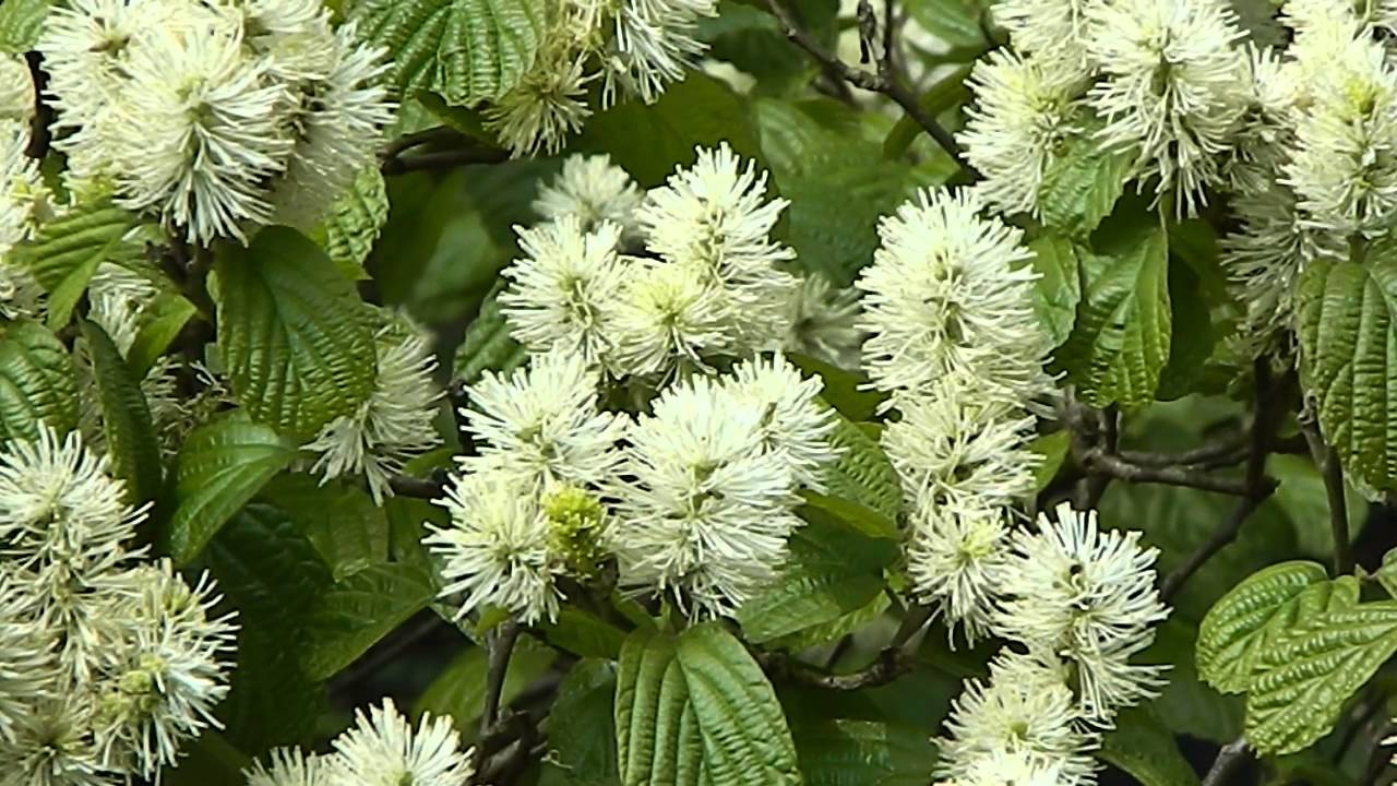Fothergilla major