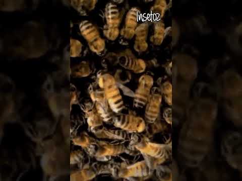 Zumbido de Abelha - Socado