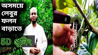 লেবু গাছে ৫ ডি প্রুনিং