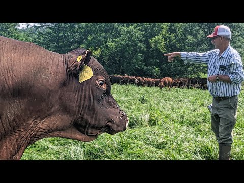 More MONEY & more BEEF raising cows LIKE THIS