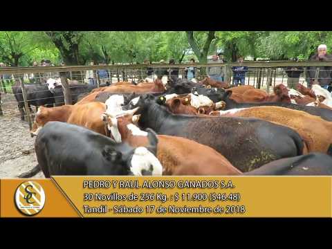 17-11-18 Venta de Machos - Pedro y Raúl Alonso Ganados S.A. - Tandil