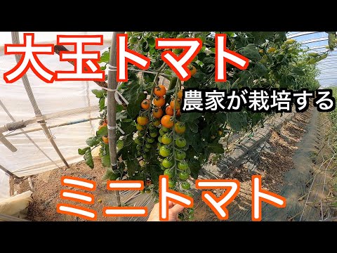 , title : '大玉トマト農家がミニトマトを作ったら。作物としての違いや注意点、栽培方法などお伝えします。'