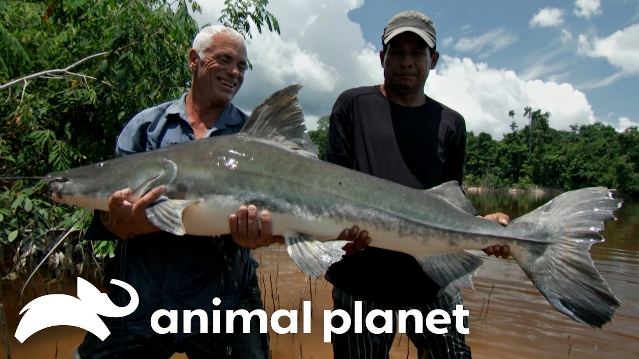 Jeremy Wade UNCOVERS the Amazon Apocalypse! | River Monsters | Animal Planet