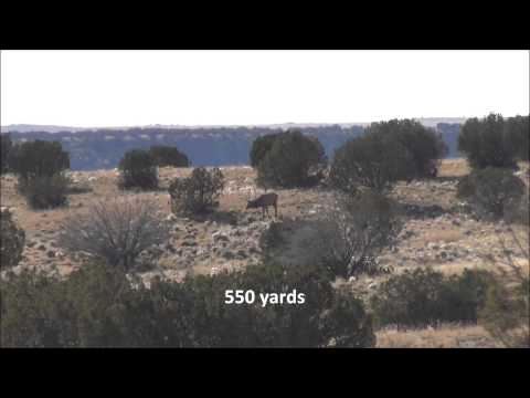 Bull Elk shot at 550 yards