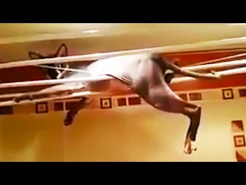 Funny Sphynx Cats 🙀 HILARIOUS SPHYNX CATS [Funny Pets]