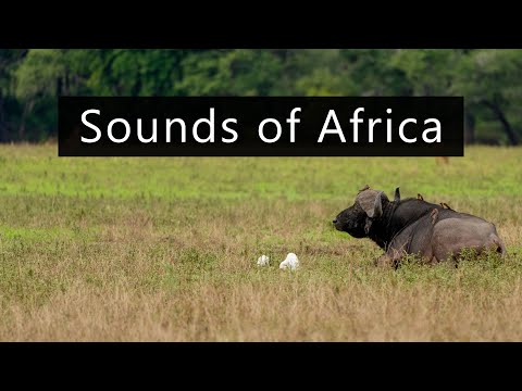 The sound of the African savanna in South Luangwa