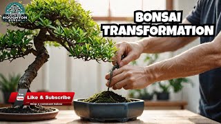 From Messy to Mesmerizing: Bonsai Redesign (2025)