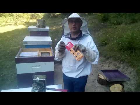 Super strip tretiranje 19 avgust 2019