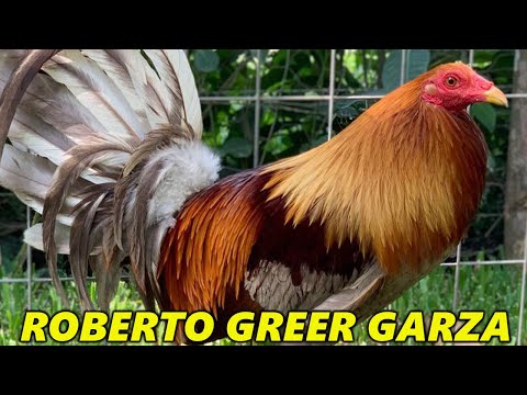 Asil Albany Grey Kelso Roberto Garza