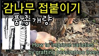 감나무 접목으로 품종개량법 How to improve varieties by grafting persimmo…
