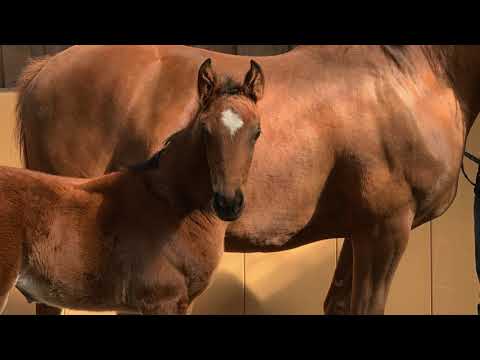 SF v. Follow Me - Royaldik