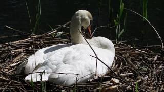 1.06.2017 - Gulbju ligzda - Лебединое гнездо - Swans nest Pt.6