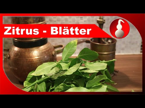 Zitrus-Blätter destillieren - enthalten sie ebenfalls ätherisches Öl? - diSTILLed