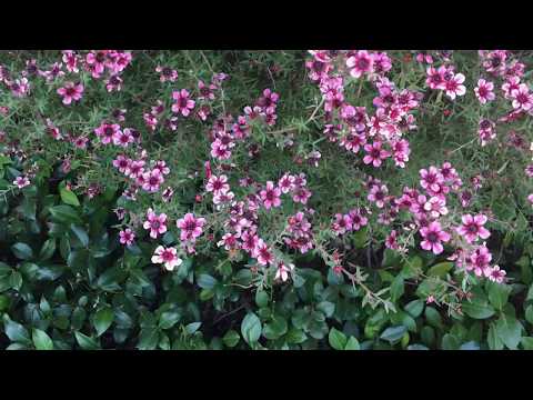 Bees and Flowers. UNBELIEVABLE PIANO VIRTUOSITY! Vadim Rudenko AT HIS BEST!