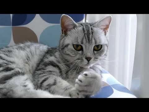 download lagu mp3 mp4 Silver Classic Tabby British Shorthair, download lagu Silver Classic Tabby British Shorthair gratis, unduh video klip Silver Classic Tabby British Shorthair