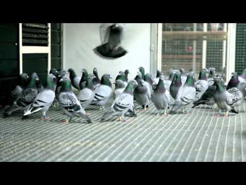, title : 'Eijerkamp Duiven (pigeons) film test'