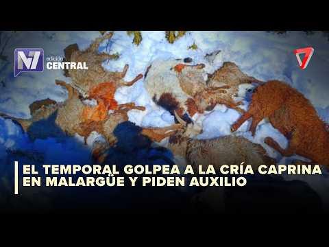 ¡DRAMA EN EL CAMPO! | Las fuertes lluvias provocan una grave mortandad de chivitos en Malargüe