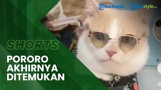Sempat Dikabarkan Hilang hingga Trending, Kucing Pororo yang Videonya Viral Kini Ditemukan