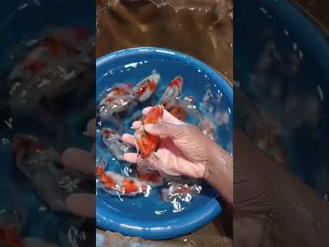 Piscicultura Bianco, Paicandu PR