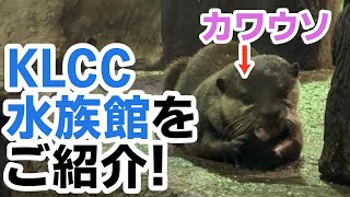 【KLCC水族館】マレーシアの水族館に行ってきました！カワウソやサメなどいろんな生き物がたくさんいます！
