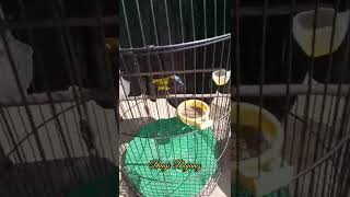 Download lagu Sogon Breen Ciblek#BagusSipit mp3