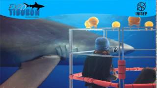 DIA 3 Expo Tiburon19