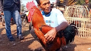 Download lagu REVIEW OF THE PRICE OF 5KG SUPER PELUNG CHICKEN AT SUMPIUH MARKET, BANYUMAS mp3