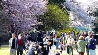 preview picture of video 'Shinjuku Gyoen National Garden Sakura'