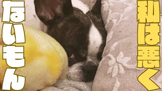 ワンコが思春期の子供みたい🤣